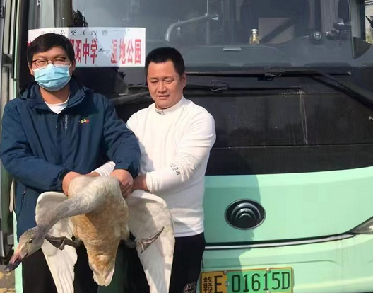 鄱阳长运:救助国家二级保护动物——天鹅